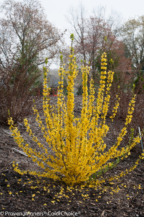 Show Off Starlet forsythia-early blooms