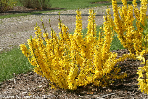 Show Off Sugar Baby forsythia