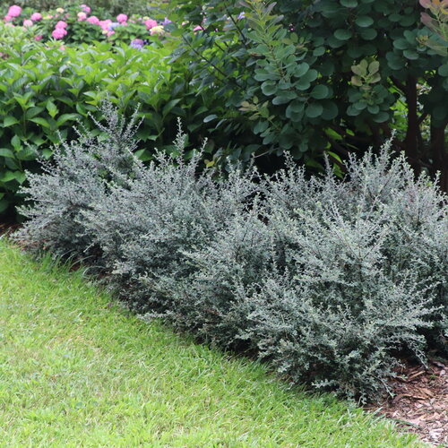 A group of springy cotoneasters with pale blue foliage at the edge of a bed.