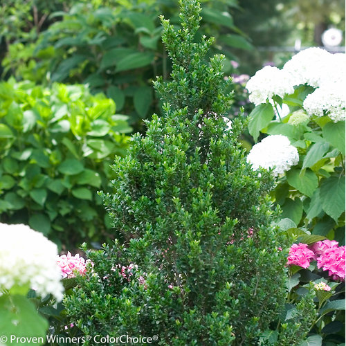 Sky Pointer Ilex (Japanese Holly)