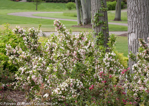 Sonic Bloom Pearl Weigela