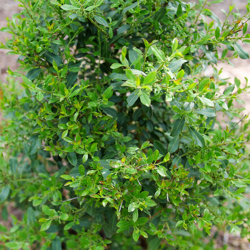 squeeze_boxtm_ilex_glabra_470351.png
