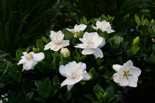 Clean, white gardenia blooms hugging shiny dark green foliage.