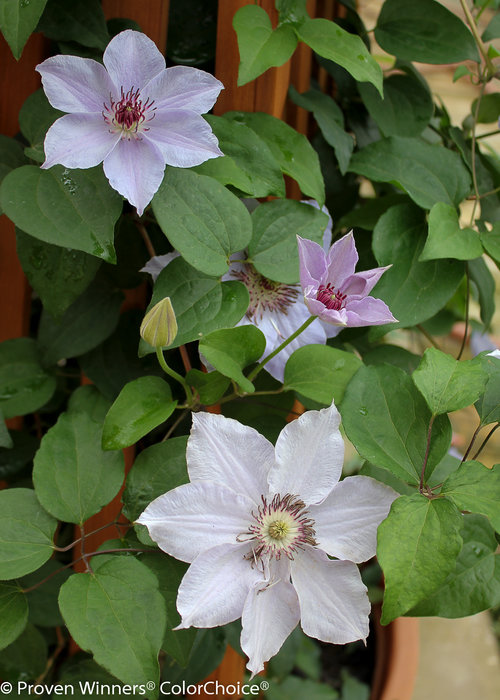 Still Waters Clematis