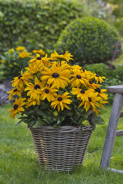 Sunbeckia® Paulina - Black-Eyed Susan