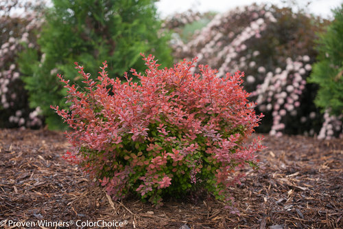 Sunjoy Cinnamon Berberis (barberry)