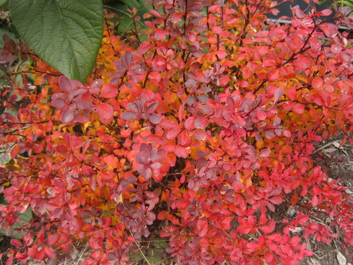 Fall color on Sunjoy Mini Salsa barberry