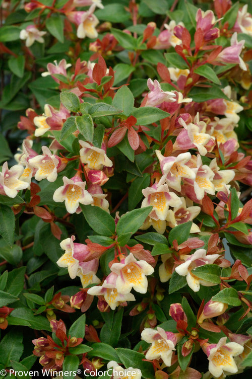 Sunny Anniversary Abelia