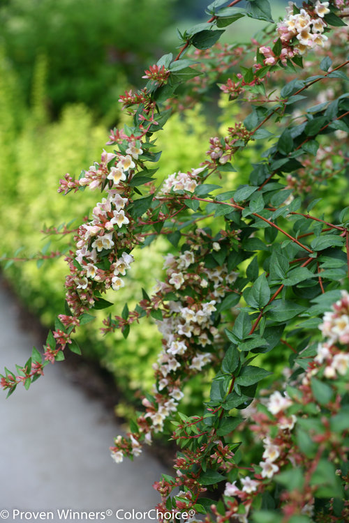 Sunny Anniversary Abelia