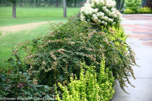 Sunny Anniversary Abelia