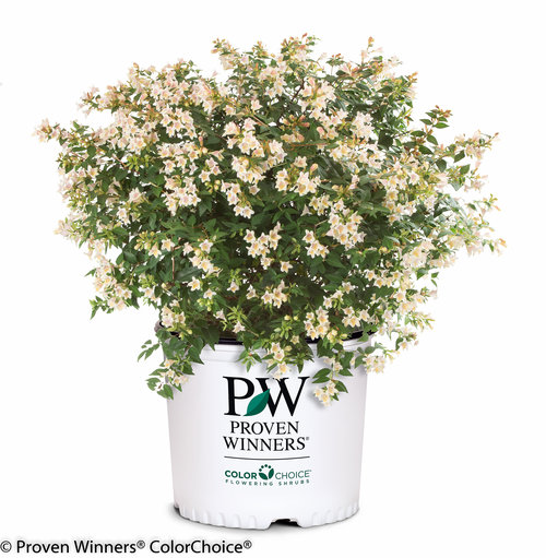 Sunny Anniversary Abelia
