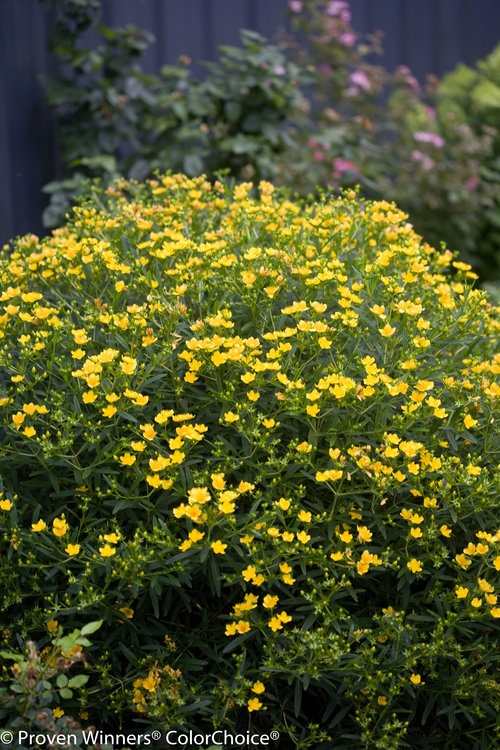 Sunny Boulevard Hypericum (St. John's-wort)