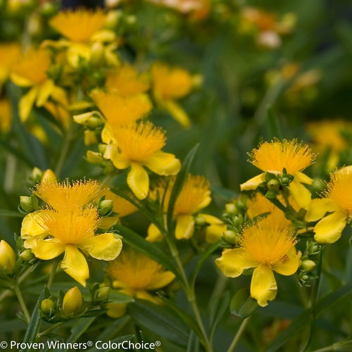 Sunny Boulevard Hypericum (St. John's-wort)