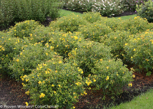 Sunny Boulevard Hypericum