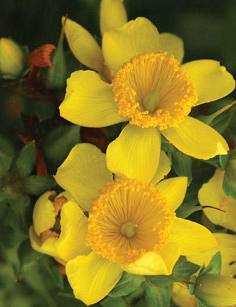 SunnyBoulevardHypericum.jpg
