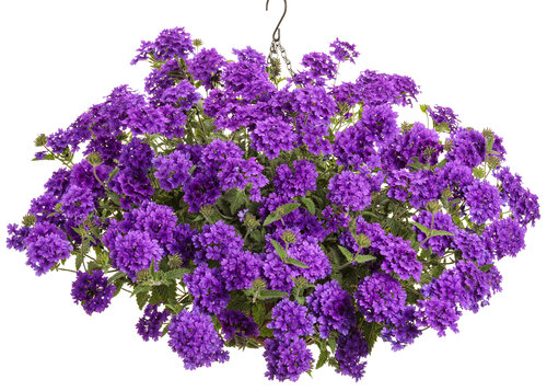 Superbena® Imperial Blue™ - Verbena