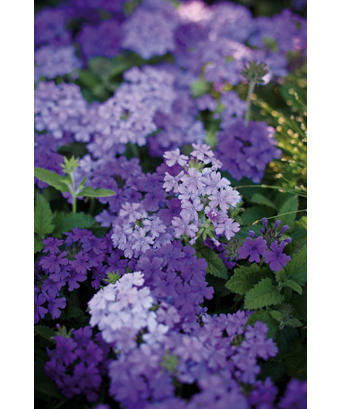 superbena lilac blue 04.jpg