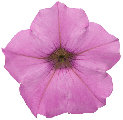 Supertunia® Hot Pink Charm - Petunia