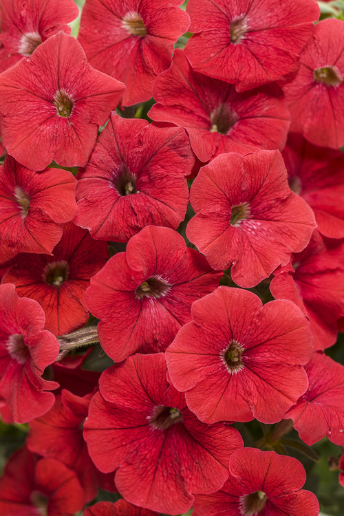 Supertunia® Really Red