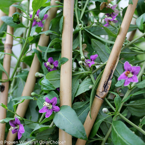 Sweet Lifeberry Lycium