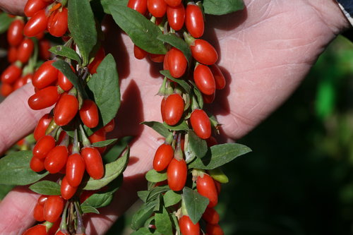 sweet_lifeberry_lycium_img_4371.jpg