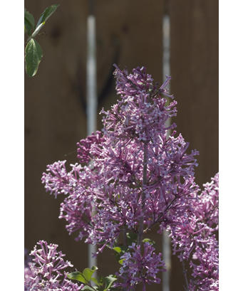 syringa_bloomerang_purple_1878.jpg
