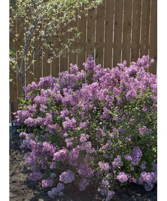 syringa bloomerang purple plant_1891c.jpg