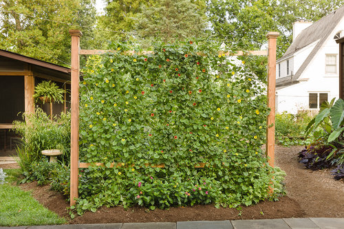 thunbergia_trellis_2017_28.jpg