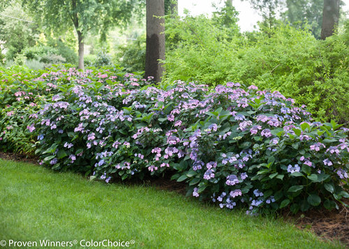 Tuff Stuff Hydrangea serrata (mountain hydrangea)