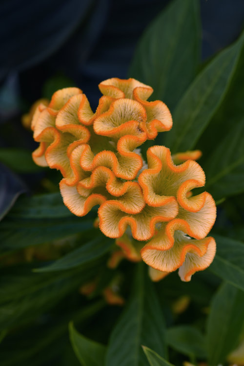twisted_celosia_yellow.jpg