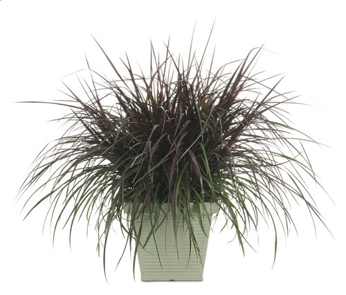 Graceful Grasses® Vertigo® - Purple Fountain Grass - Pennisetum purpureum