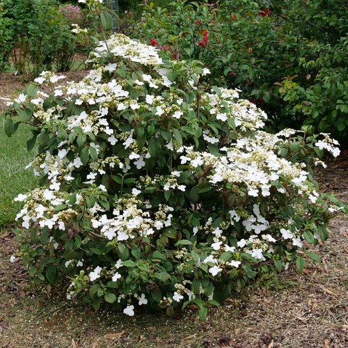 Steady Eddy doublefile viburnum has a gently horizontal habit.