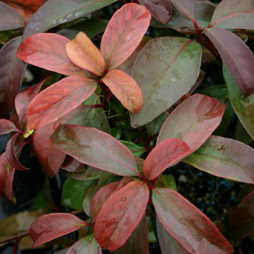 Handsome Devil Viburnum foliage