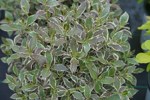 Closeup of the colorful foliage of My Monet Purple Effect weigela