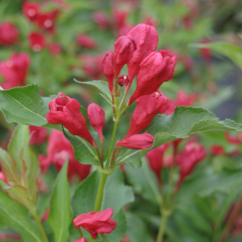 weigelasonicbloomred_8399.jpg