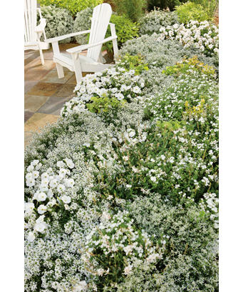 white garden 13.jpg