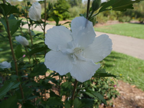 White Pillar hibiscus