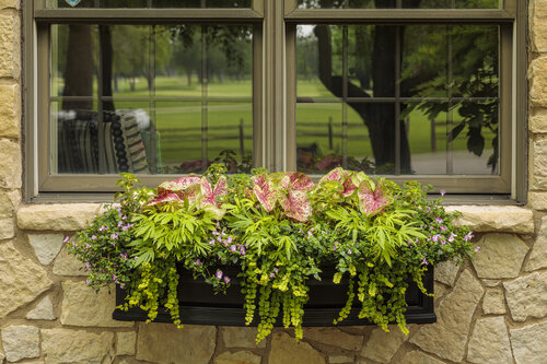 window_box_on_limestone_home_02.jpg