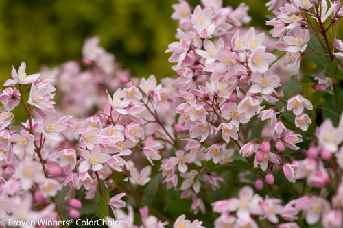 Yuki Cherry Blossom Deutzia
