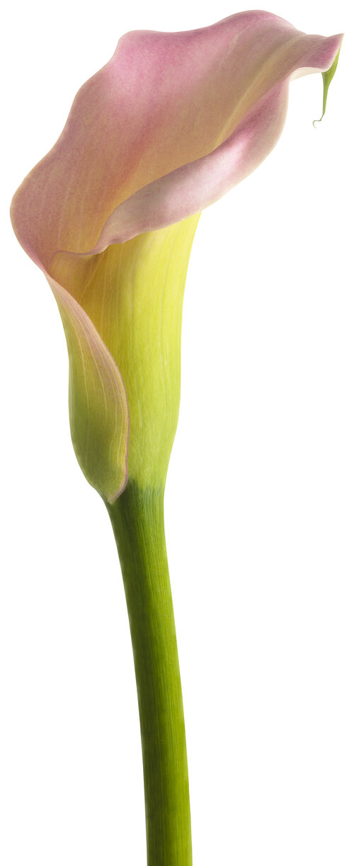 zantedeschia_be_my_princess_macro_02.jpg