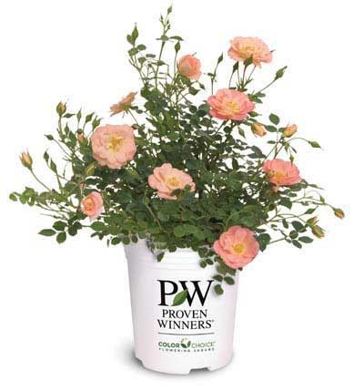 Plant Container Sizes | Proven Winners