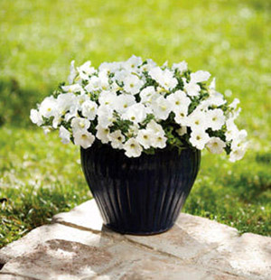 Top 10 Wonderful White Annuals Proven Winners