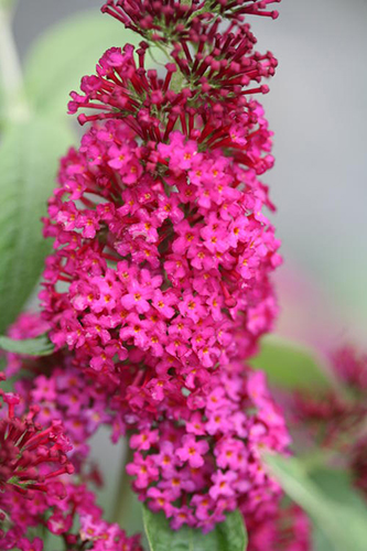 The Proven Winners® Ultimate Guide to Butterfly Bush