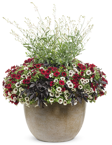 #4 – Purchase the right amount of plants for your container.