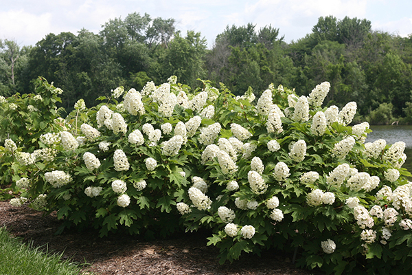 5 Top Rated Shrubs For Easy Maintenance, Landscaping Shrubs And Bushes Pictures