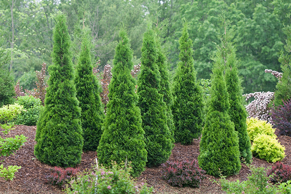5 Top Rated Shrubs For Easy Maintenance Landscapes Proven Winners