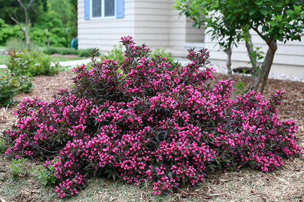 5 Top-Rated Shrubs for Easy Maintenance Landscapes ...