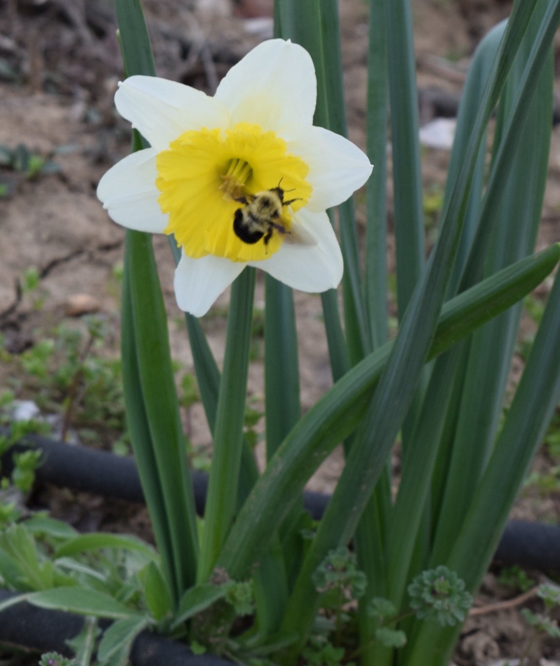 Kerry's Garden 2016 | Proven Winners