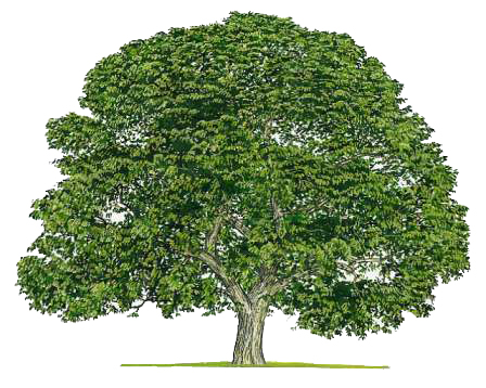 Everything There Is To Know About Black Walnut