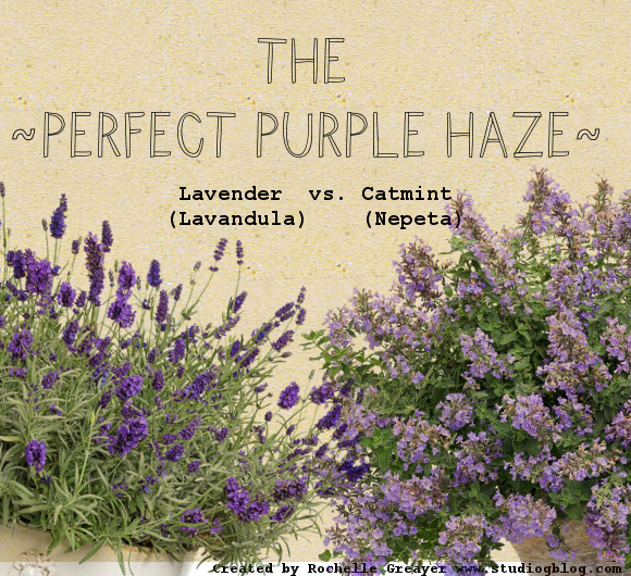 Image of Lavender and Catmint
